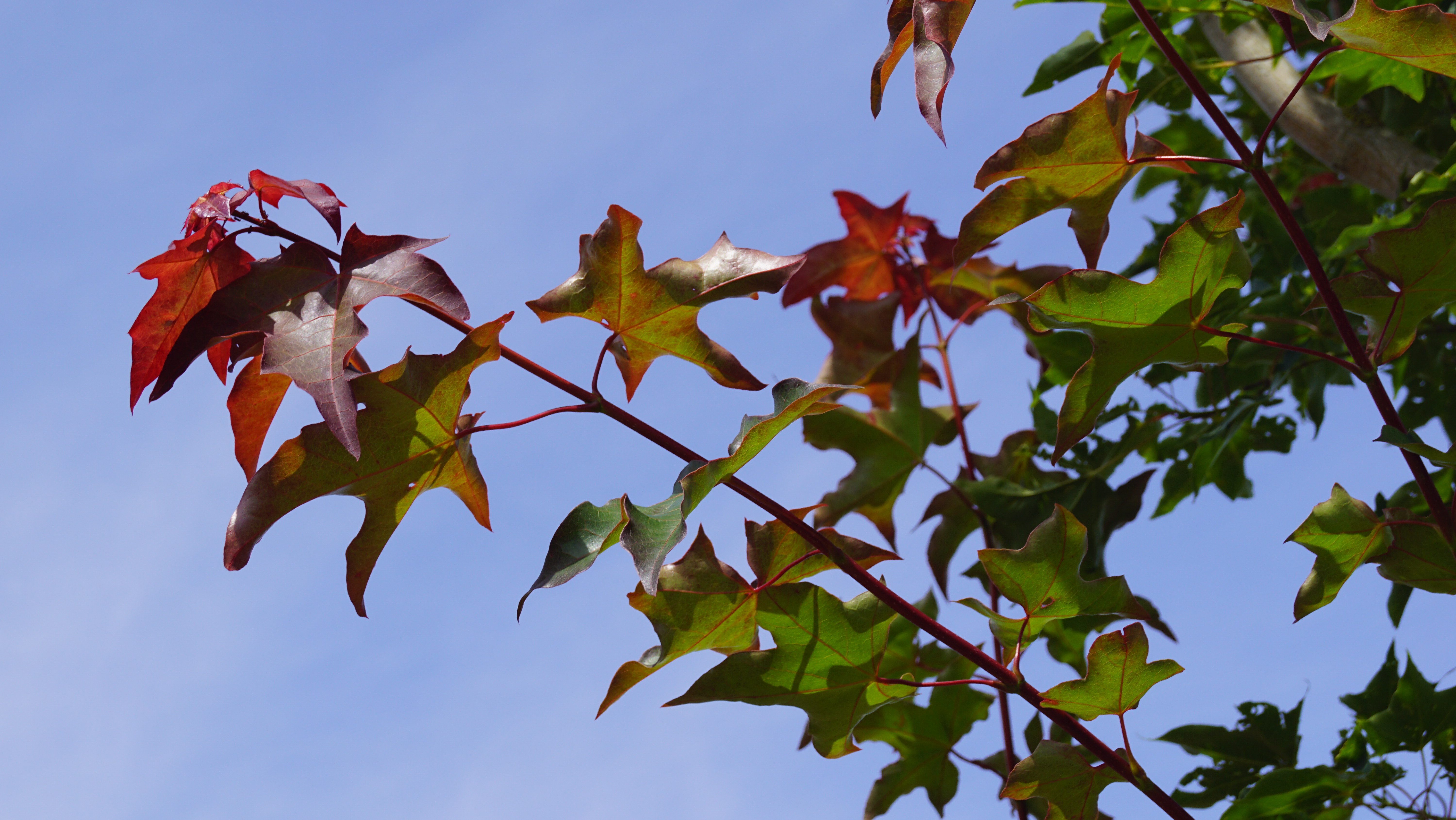 Acer cappadocicum 'Rubrum' (2)